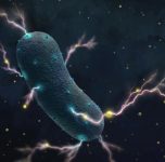 人体肠道藏神奇细菌：主要目的是制造能量-微世界