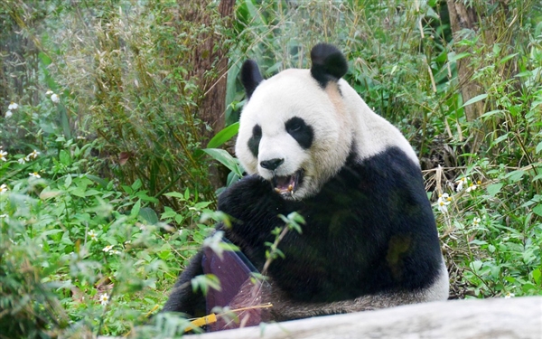 联合国邮政发行大熊猫双胞胎“启启”“点点”特别邮票